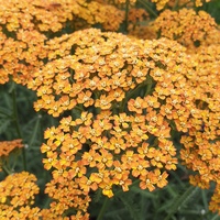 Achillea 'Terracotta'